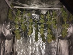 Vanilla Kush Kush FLO+67