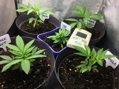 5 sem depuis germination