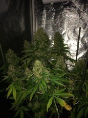 Sage n' Sour Flo+67