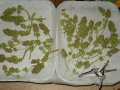 DSC06492.JPG