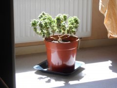 DSCN0274.JPG