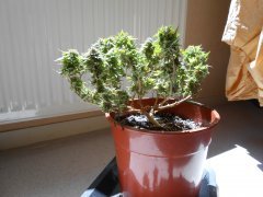 DSCN0275.JPG