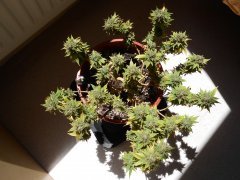DSCN0278.JPG