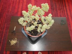 DSCN0287.JPG