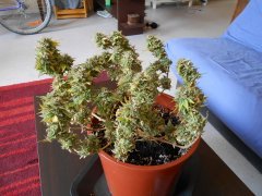 DSCN0289.JPG