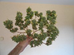 DSCN0290.JPG