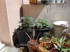 DSCN0371.JPG