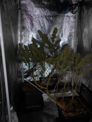 DSCN0431.JPG