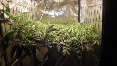 SCROG Flo+07