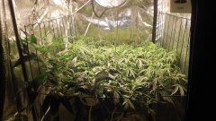 SCROG Flo+07