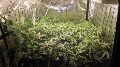 SCROG Flo+07