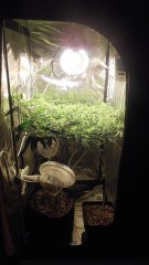 SCROG Flo+07