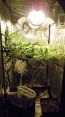 SCROG Flo+14