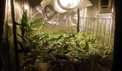 SCROG Flo+14