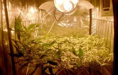 SCROG Flo+14