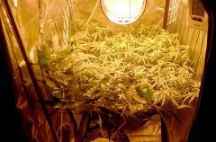 SCROG Flo+14