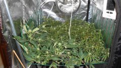 SCROG Flo+16