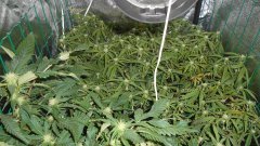 SCROG Flo+16