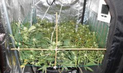 SCROG Flo+19