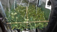 SCROG Flo+19