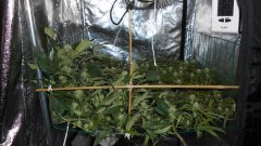 SCROG Flo+22