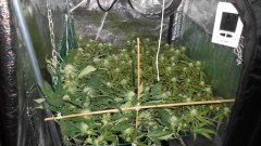 SCROG Flo+22