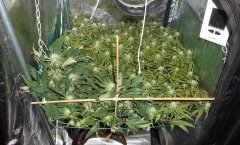 SCROG Flo+22