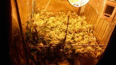 SCROG flo+29