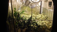 SCROG flo+29