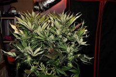 IMG_9839.JPG