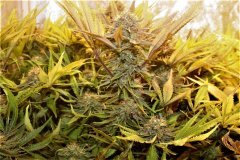 Dinamed Cbd Plus Hivernal 