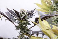 Space Cake #5 F+58