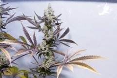 Space Cake #4 F+58