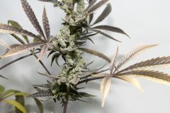 Space Cake #4 F+58