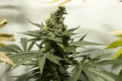 Space Cake #7 F+58