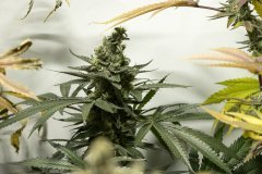 Space Cake #7 F+58