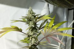 Space Cake #8 F+58