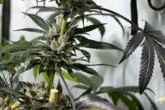 Space Cake #11 F+58