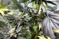 Space Cake #11 F+58