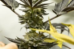 Space Cake #5 F+58