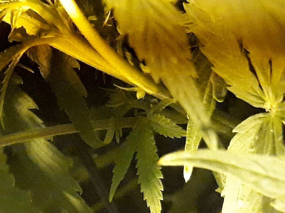 20190112_211827.thumb.jpg.806cc59d8f65df2d153196bbfd462487.jpg