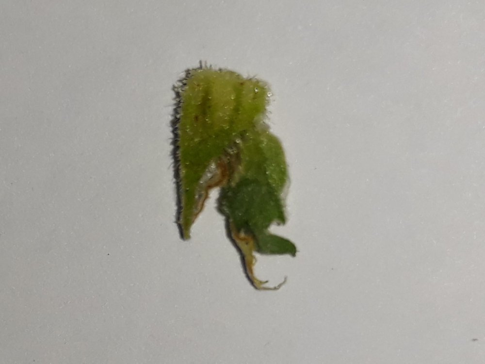 20190124_104531.thumb.jpg.034633c9b9ad36cb3c0e4c71605f07d0.jpg