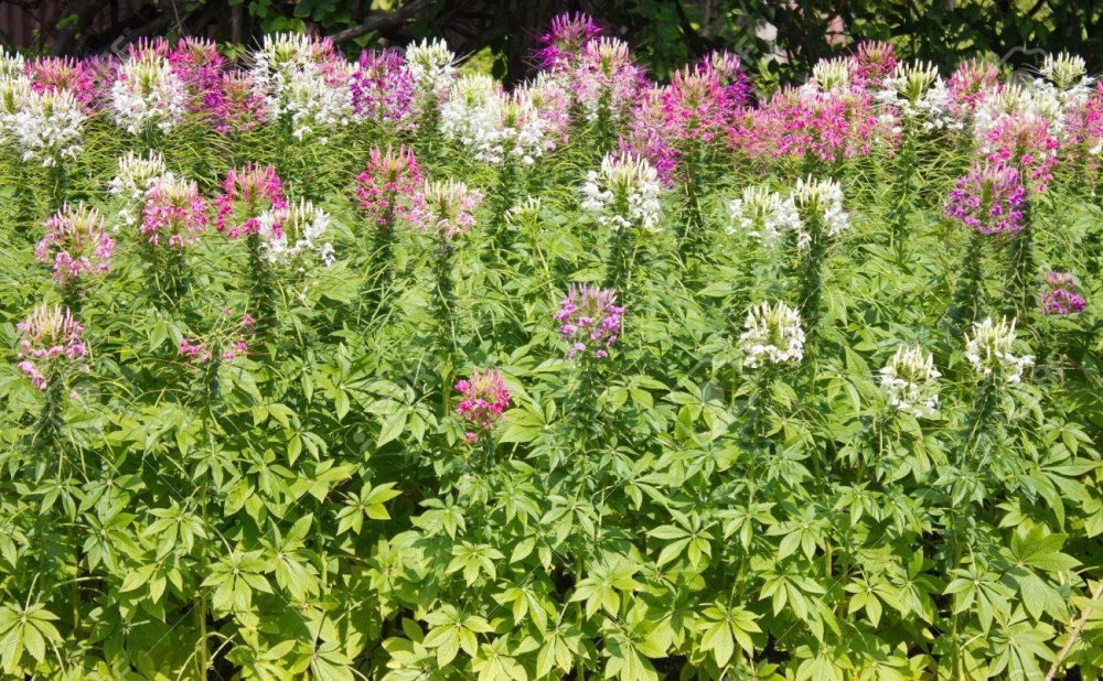 323029157_25529787-fleurs-araigne-ou-cleome-spinosa-fleurs.thumb.jpg.eda711d63d5e62ba5ed6a82ce326b11d.jpg