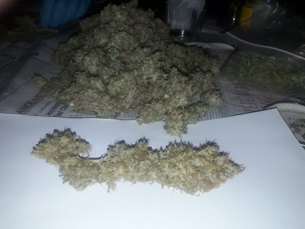 Black_Jack_Indica_(2).thumb.jpg.501c76f94363de4f6f6d84deeb33a651.jpg