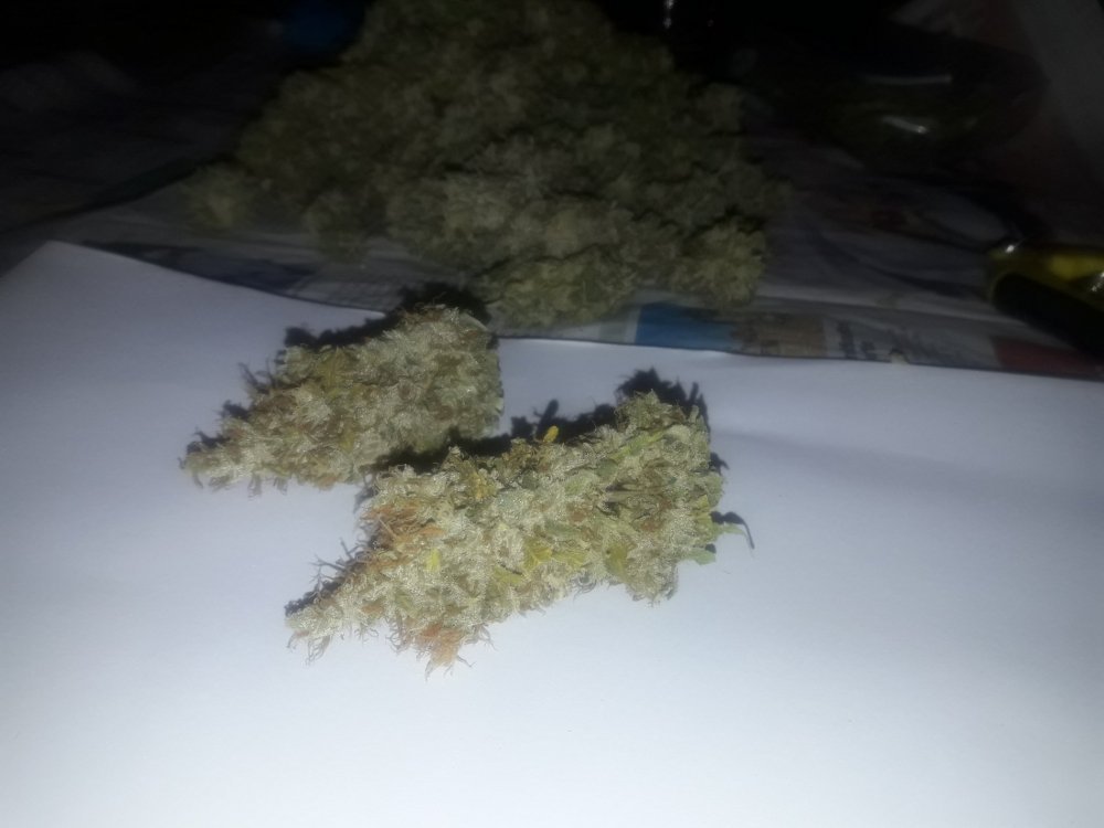 Black_Jack_Sativa_(3).thumb.jpg.80ef8c5155d6d79e92c1238e9730e90d.jpg
