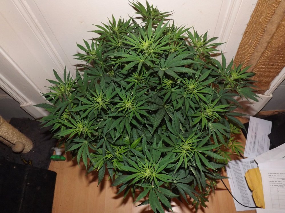 DSCF3491.thumb.JPG.7b0edfdd4a74c2a4b5da24ac7b322a1e.JPG