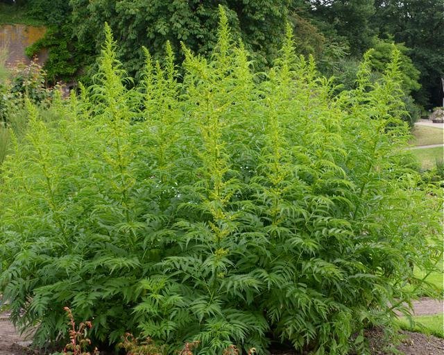 Datisca-cannabina-293-bbb48d7b-640x512.jpg.bd6640df2fd72b253b2e7e037edfec11.jpg