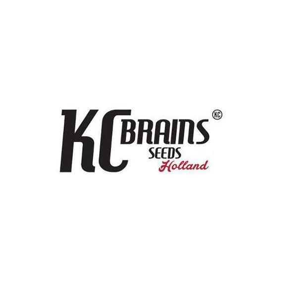 KC Brains