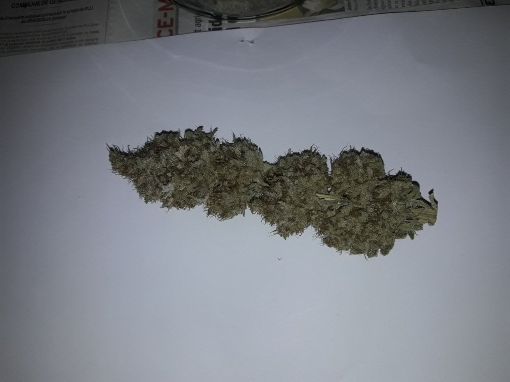 L.A_Amnesia_Sativa.thumb.jpg.f9d14f1572ab55182f05f8c372d3ea79.jpg