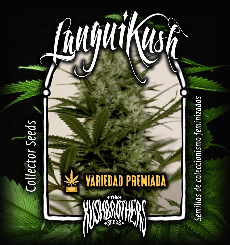 Langui Kush